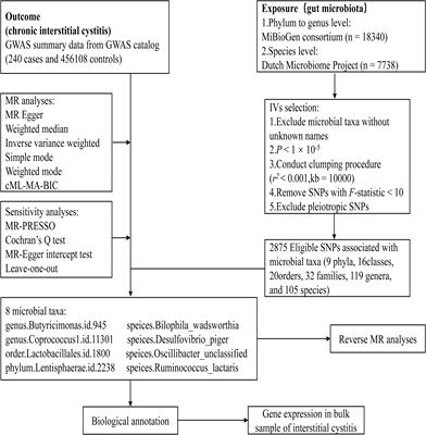 Gut microbiota and interstitial cystitis: exploring the gut-bladder axis through mendelian randomization, biological annotation and bulk RNA sequencing